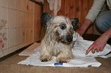 SECHAGE - SKYE TERRIER 035